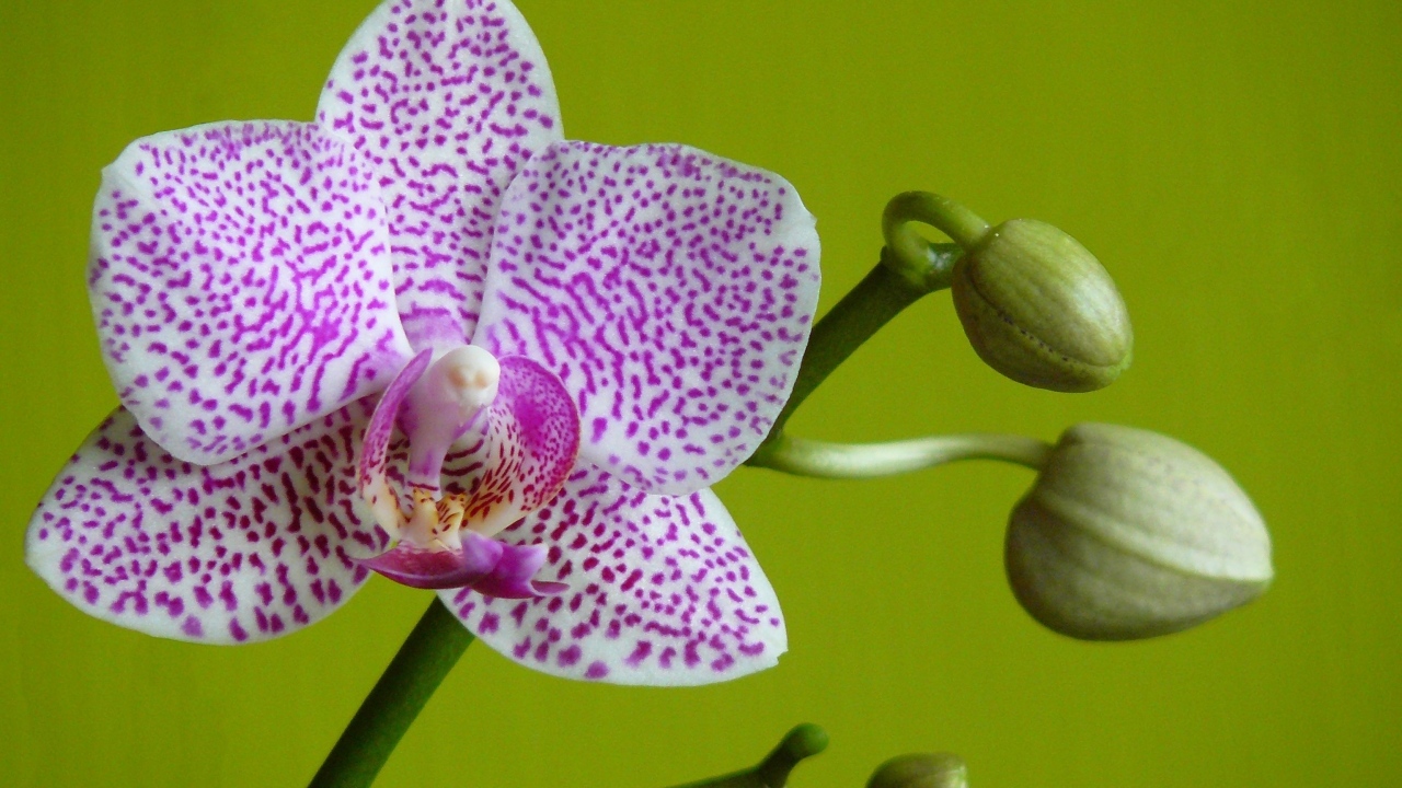 Белая в сиреневую крапинку орхидея с бутонами