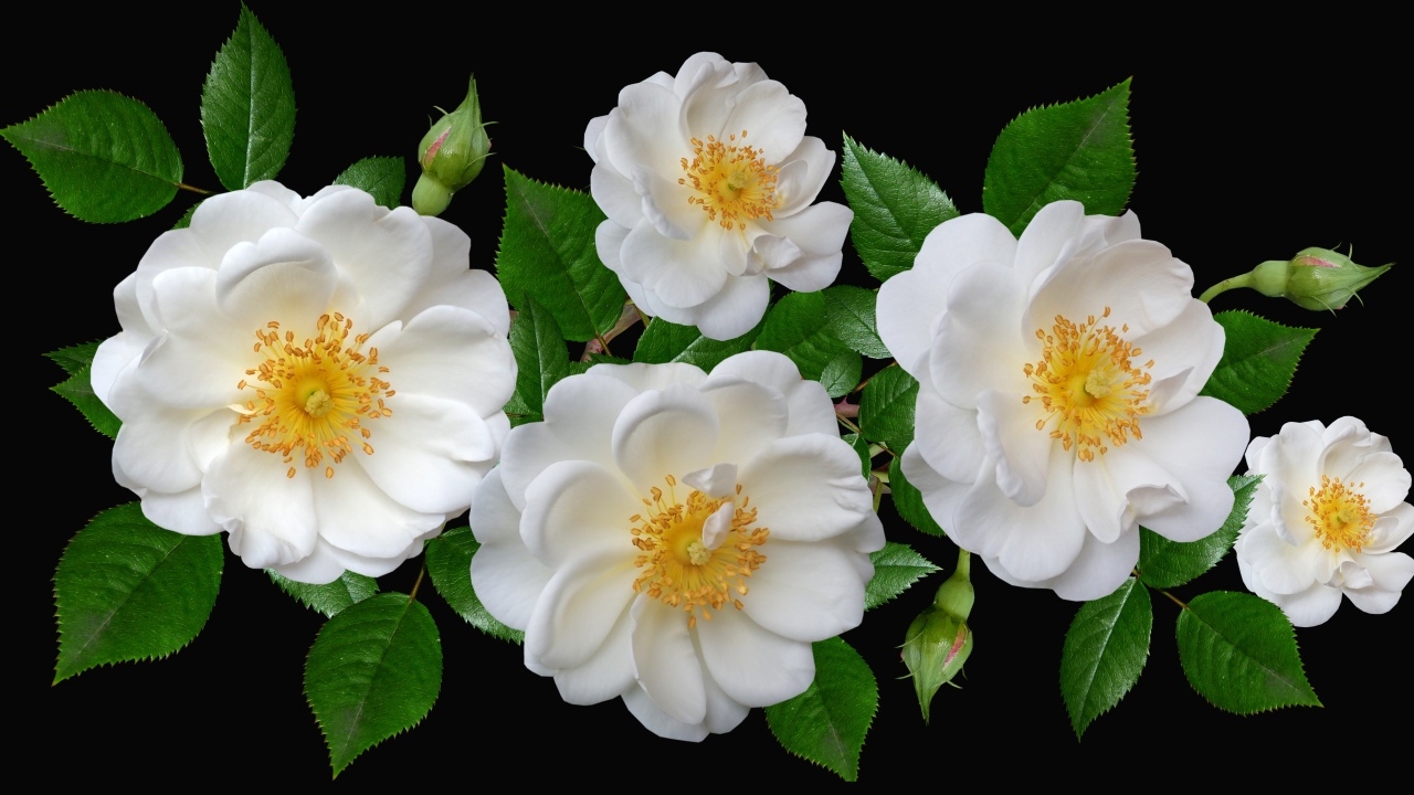 Белые парковые розы с бутонами на черном фоне