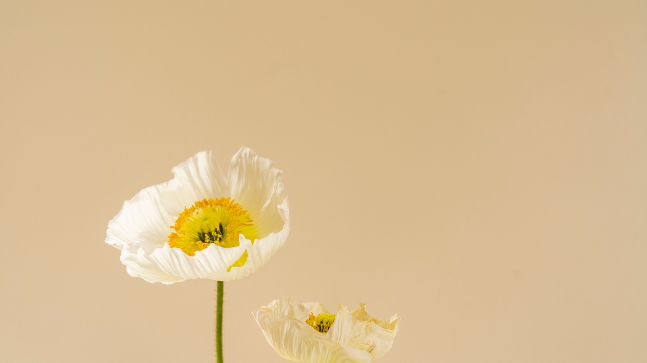 Белые цветы мака на бежевом фоне