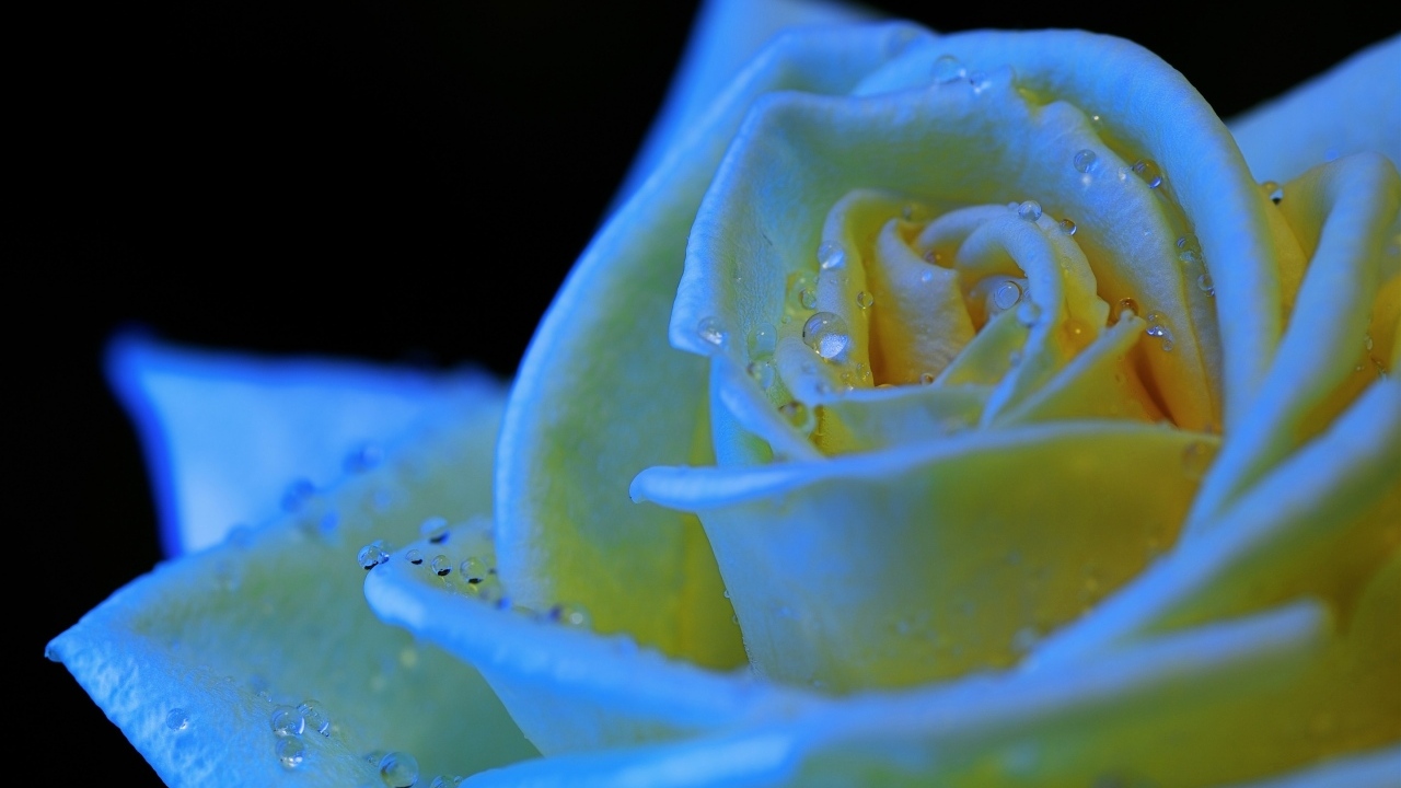 Белый бутон розы в каплях росы