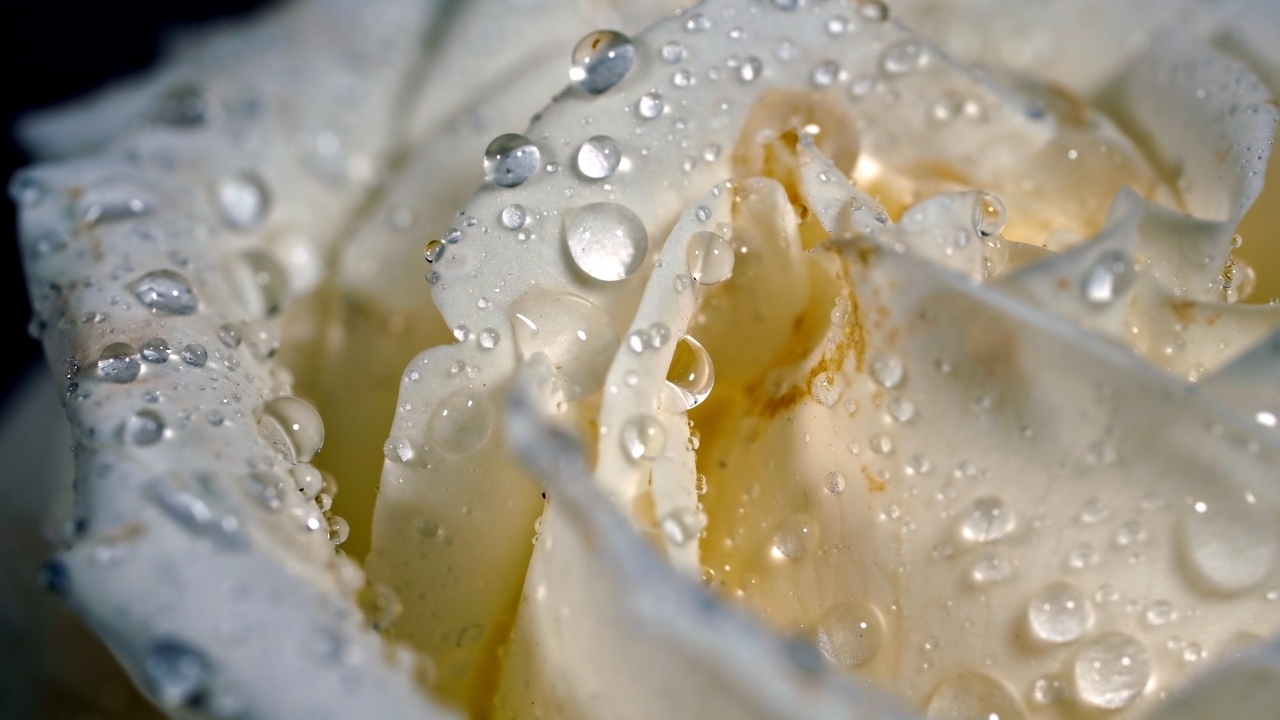 Лепестки белой розы в каплях росы крупным планом