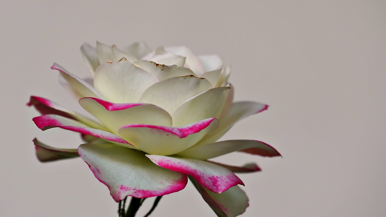 Белая роза с розовыми краями на лепестках 