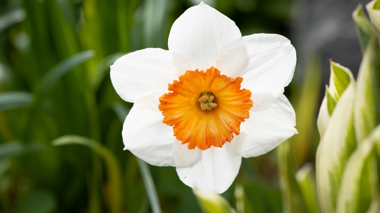 Белый весенний нарцисс крупным планом