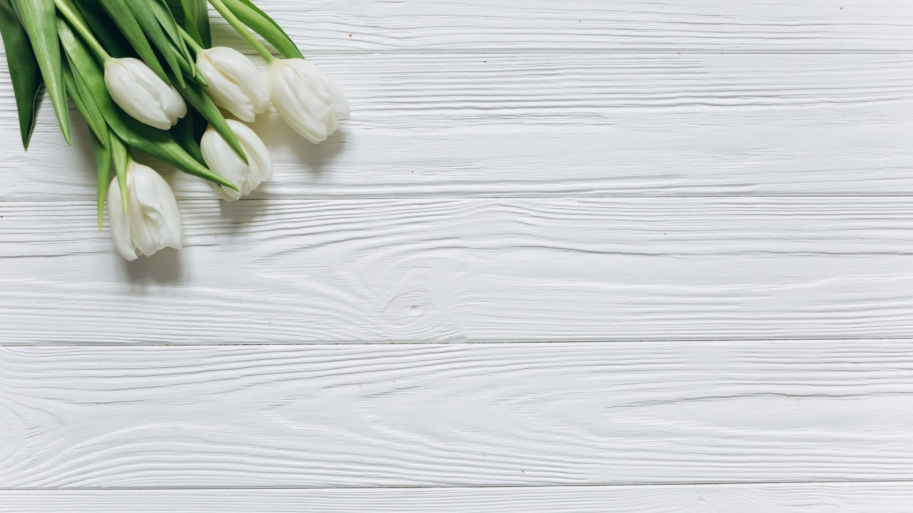 White tulips in the corner on a white wooden background