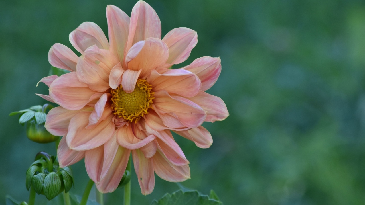 Увядшая розовая георгина на клумбе