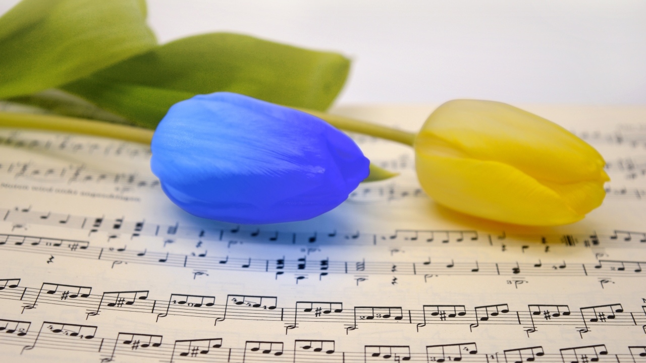 Желтый и синий тюльпан лежат на нотной тетради