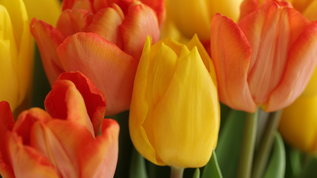 Желтые и оранжевые тюльпаны крупным планом