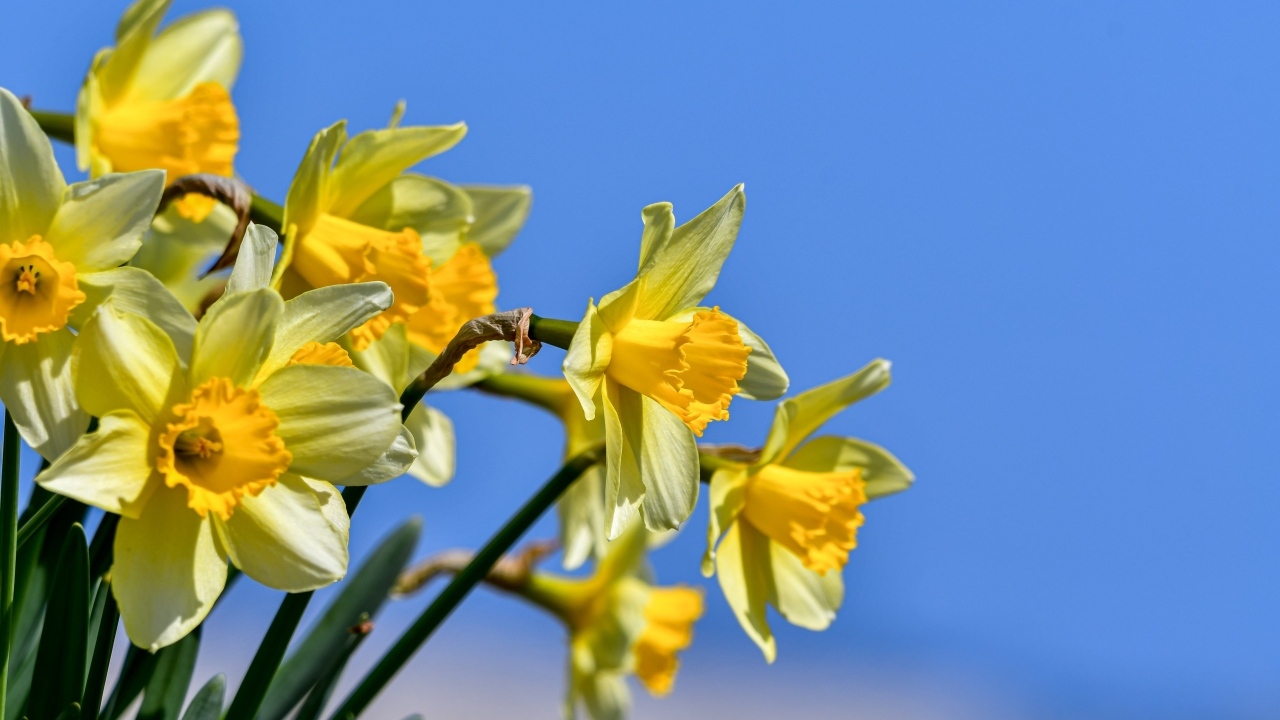 Желтые нарциссы на фоне голубого неба весной