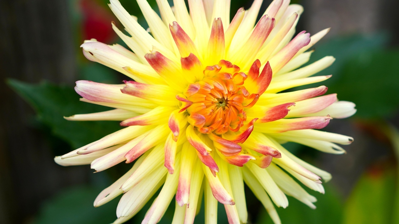 Цветок желтого георгина с острыми лепестками