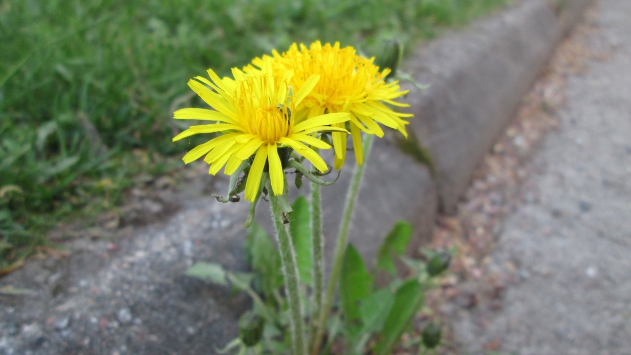 Желтые цветы одуванчика у дороги 