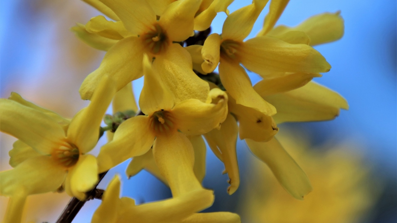 Желтые цветы форзиция крупным планом