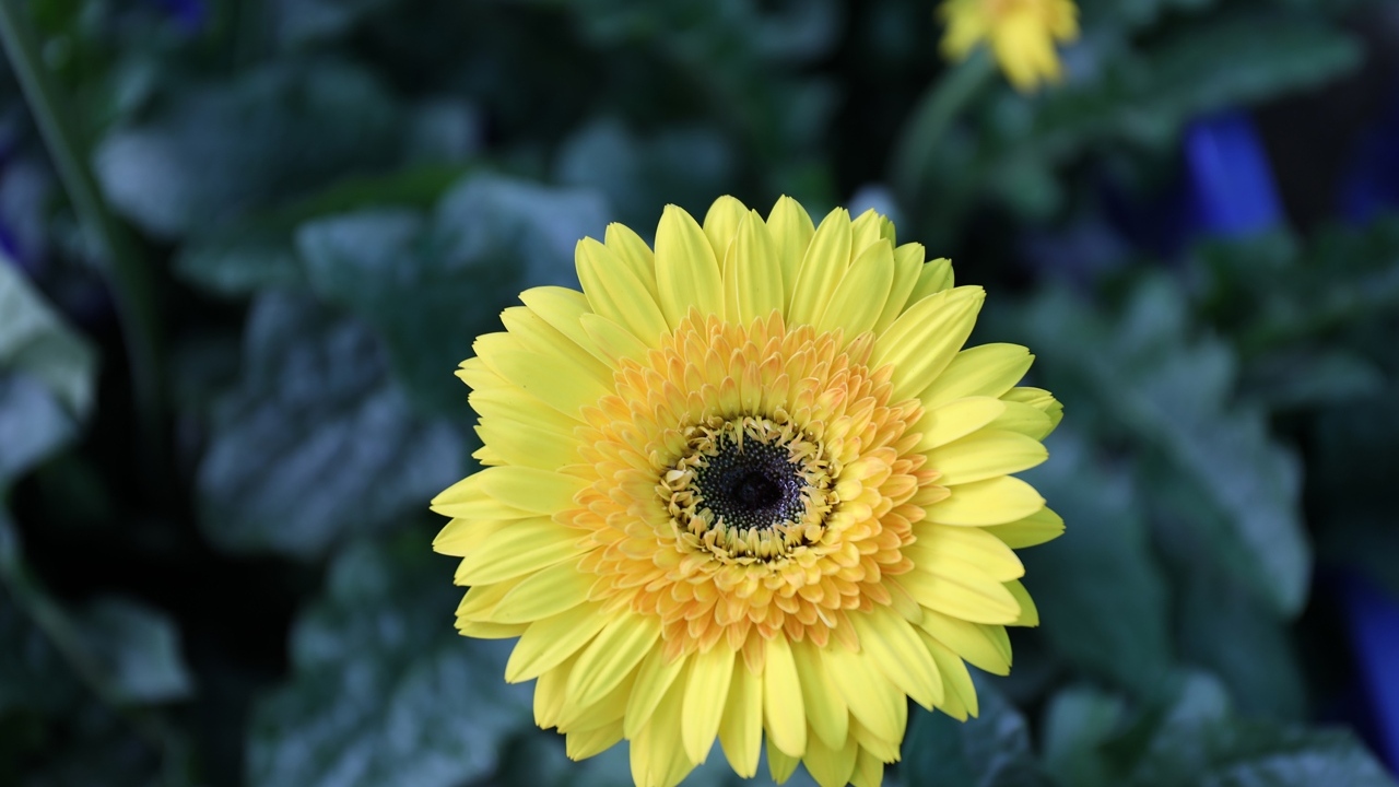 Желтый цветок герберы на клумбе крупным планом