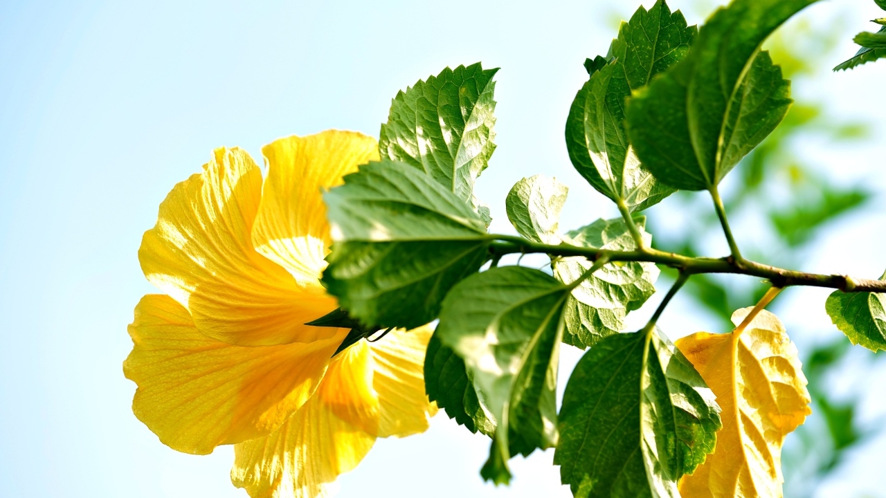 Желтый цветок гибискуса с зелеными листьями на ветке