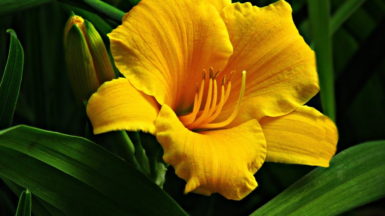 Желтый крупный цветок лилии с бутонами