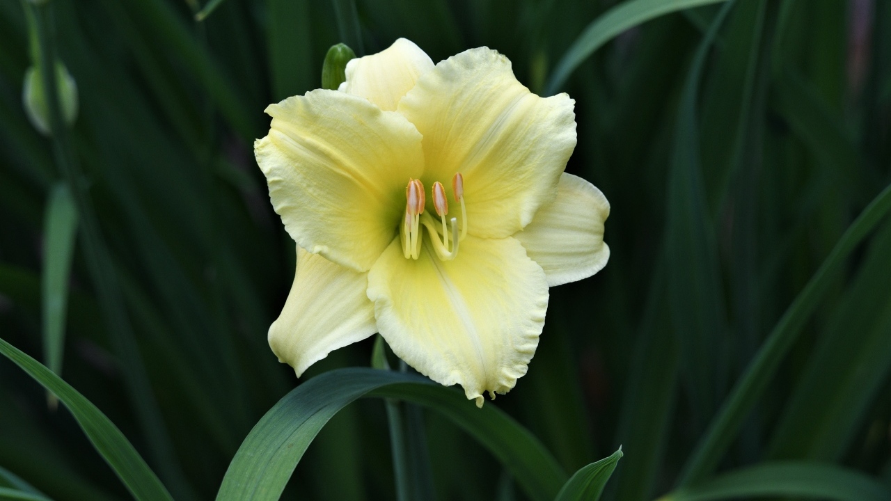 Желтый цветок лилии в зеленых листьях