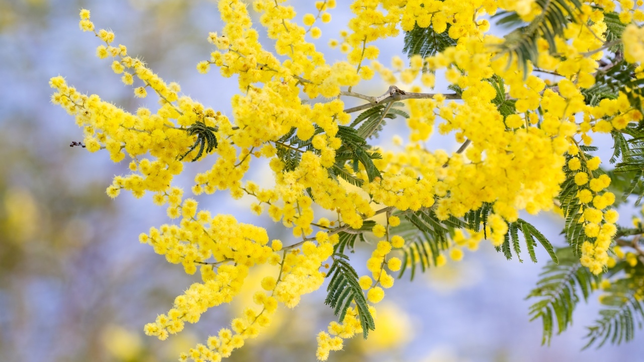 Желтая пышная ветка весенней мимозы