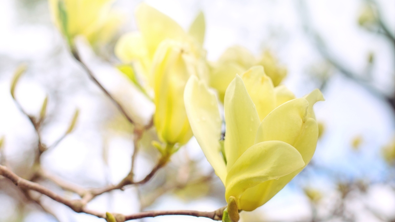 Желтые цветы магнолии на ветке дерева