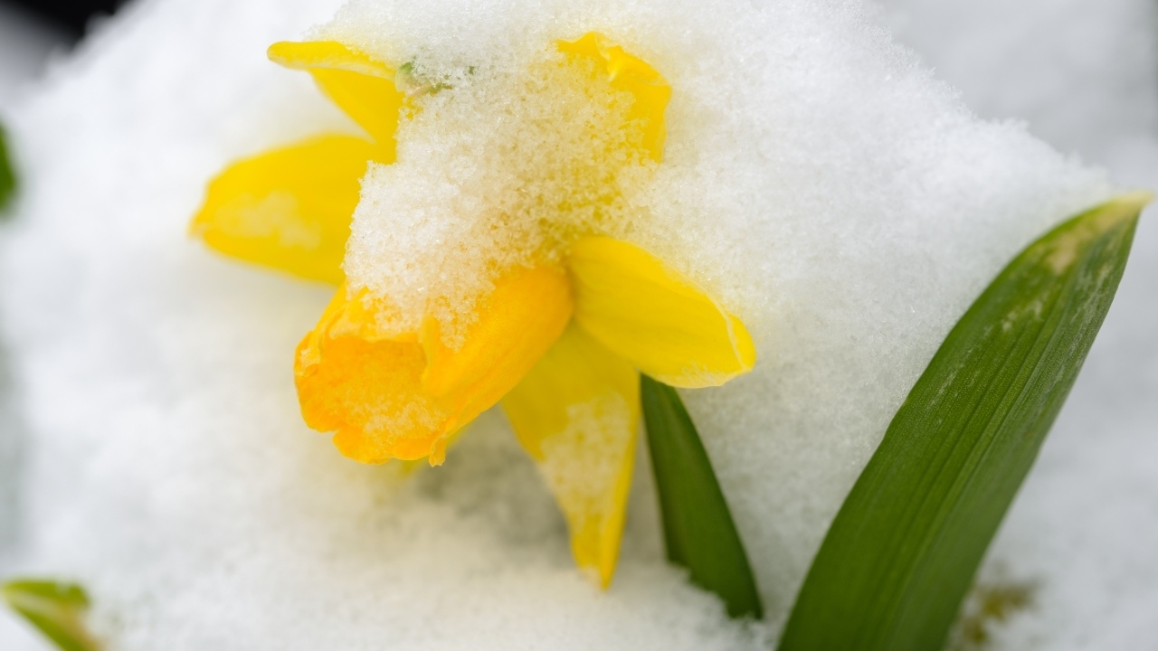 Желтый цветок нарцисса в белом снегу