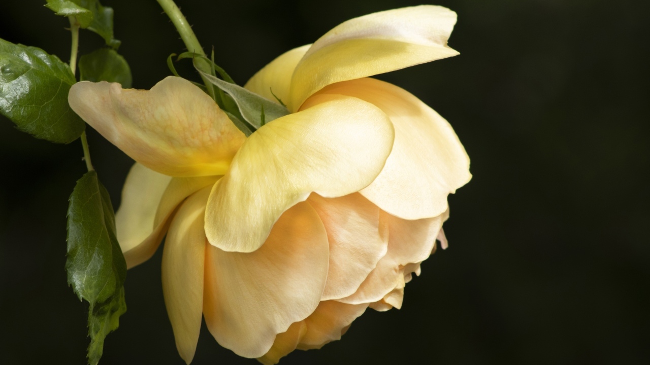 Желтая сорванная роза на черном фоне