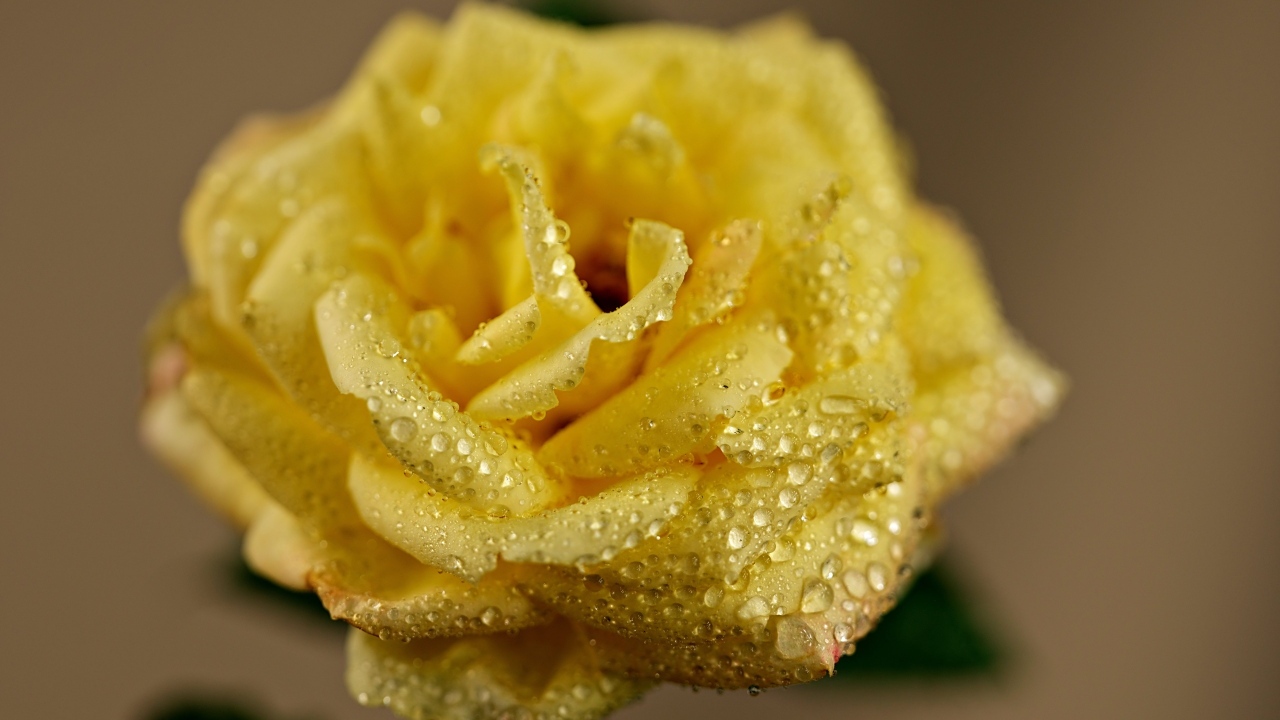 Желтая роза в каплях росы крупным планом