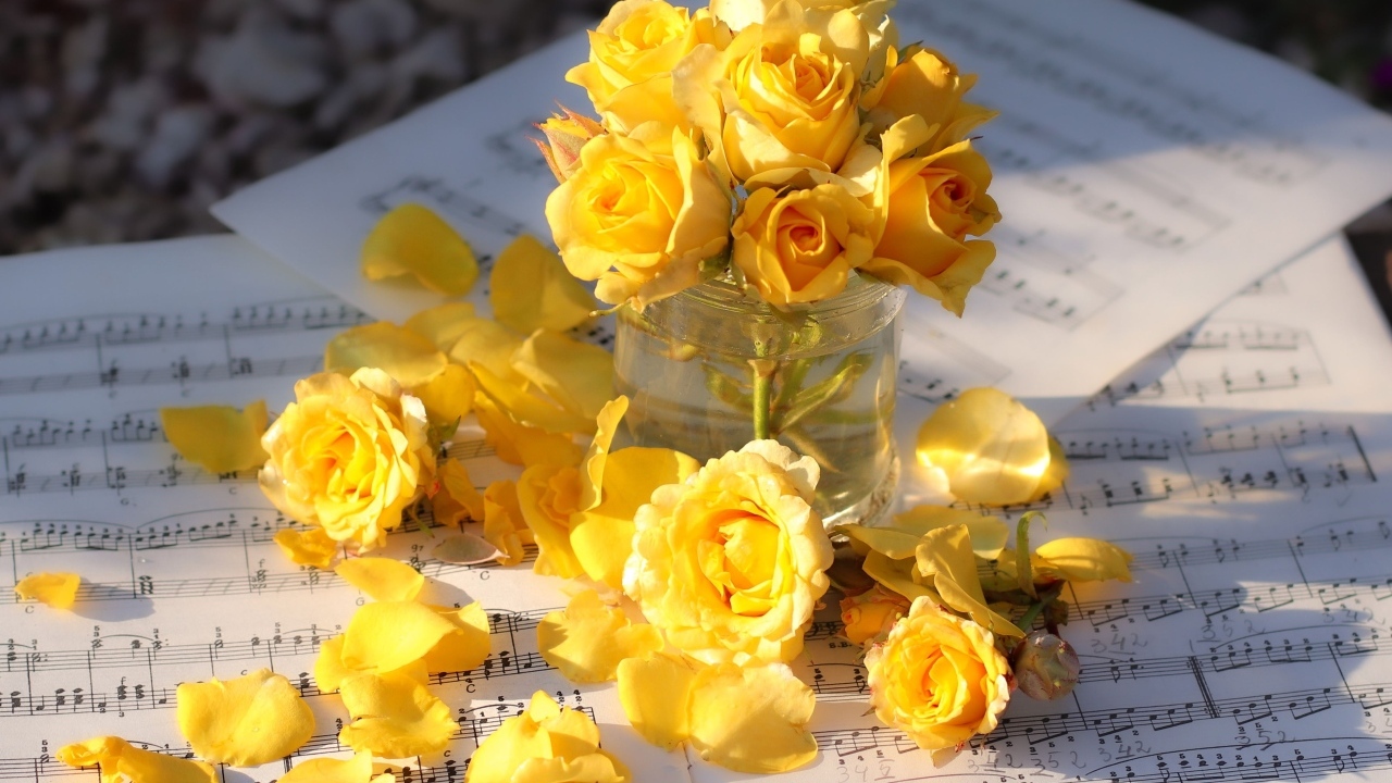Желтые розы на нотных листах в лучах солнца