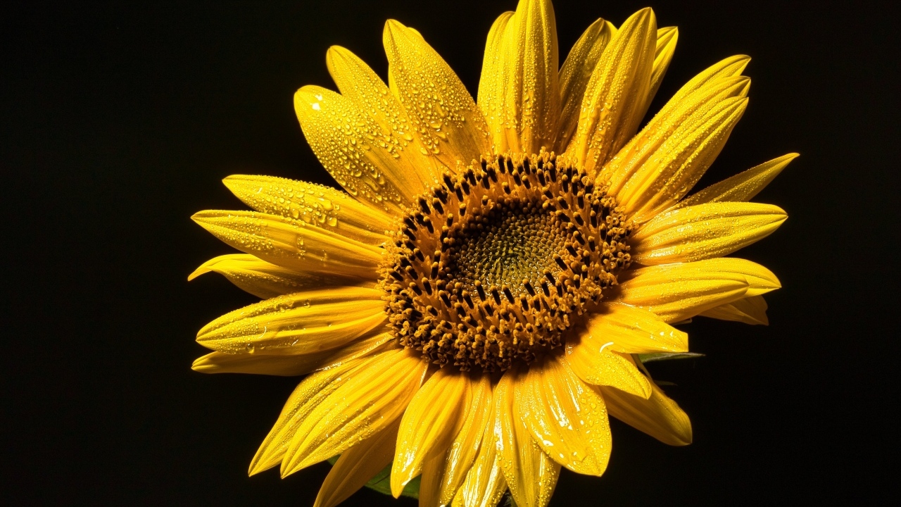Желтый цветок подсолнуха на черном фоне