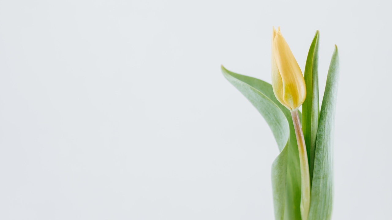 Желтый тюльпан с зелеными листьями на сером фоне