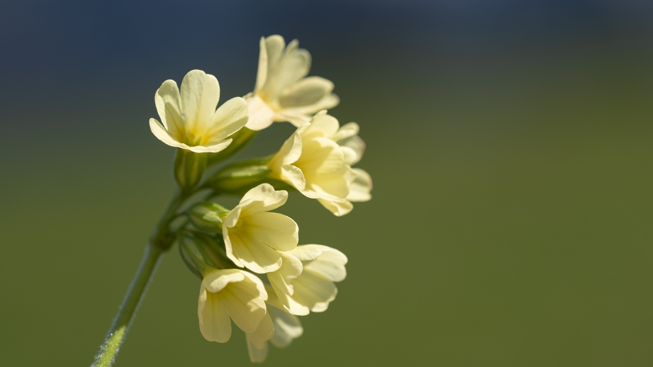 Желтые полевые цветы крупным планом