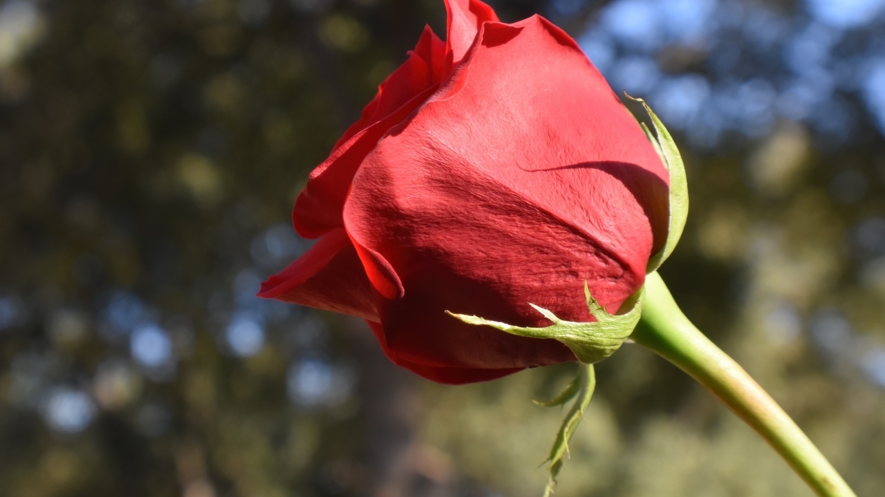 Красивый цветок красной розы