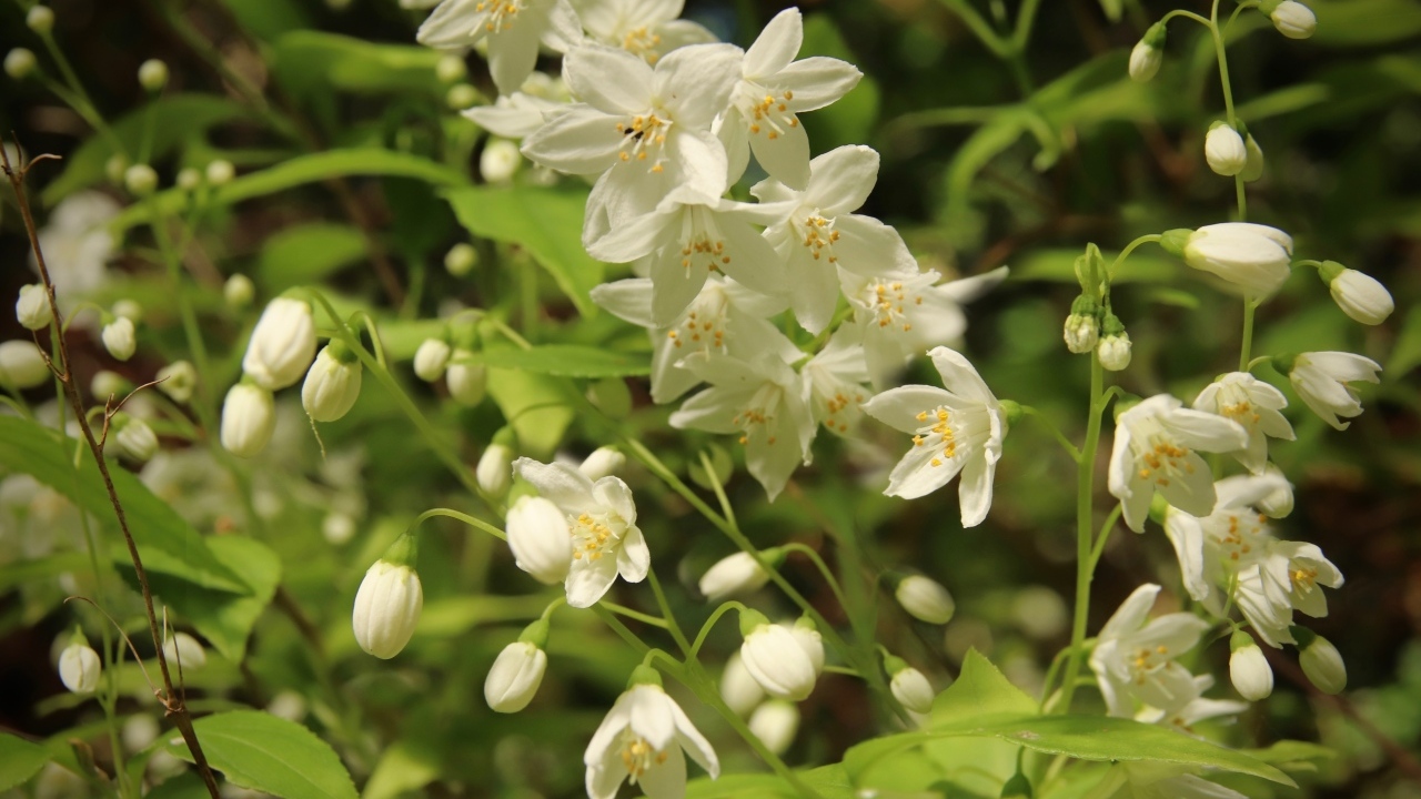 Красивый белый весенний цветок