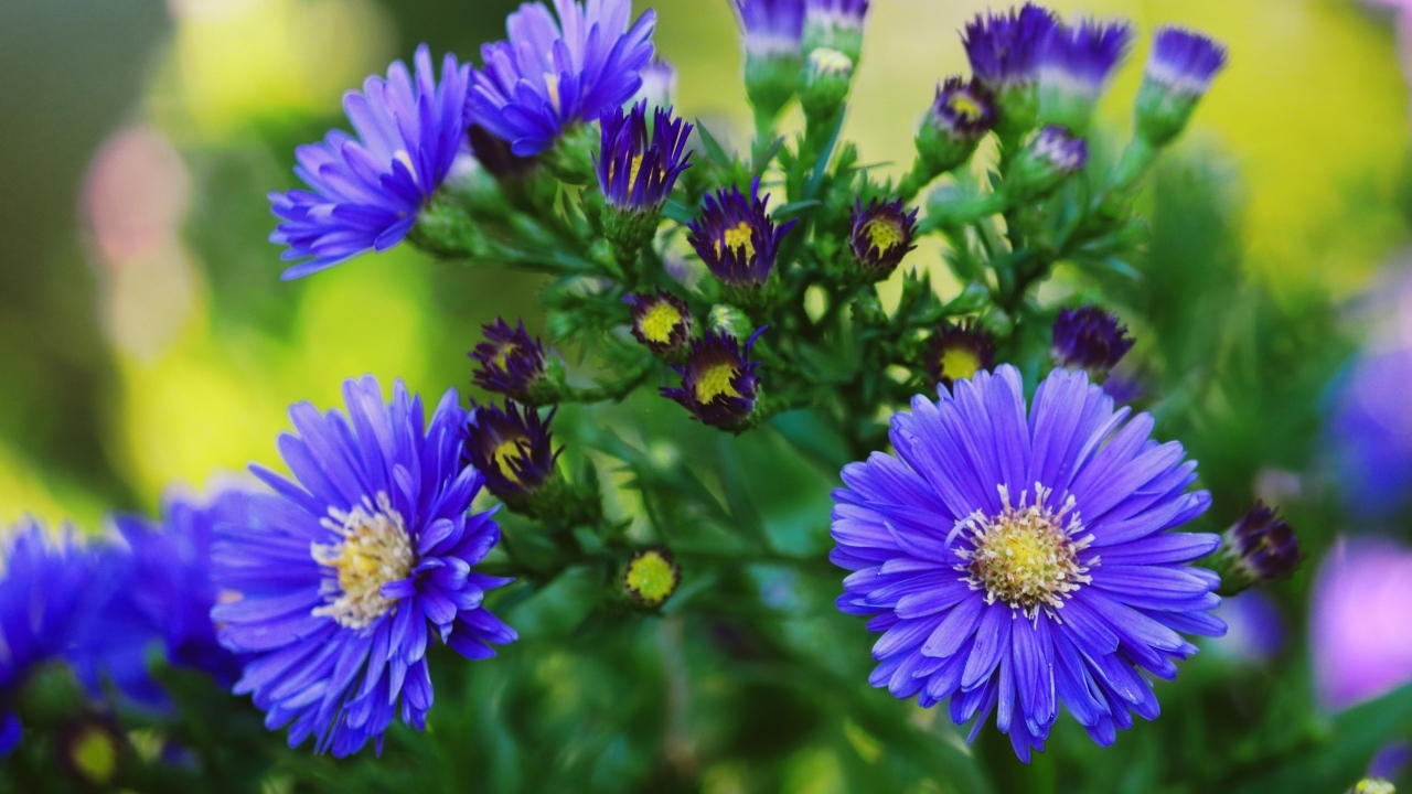 Синий осенний цветок сентябринка