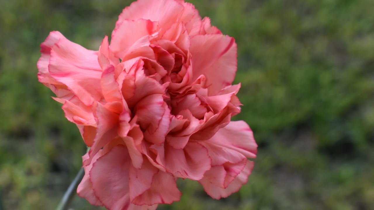 Розовая гвоздика крупным планом