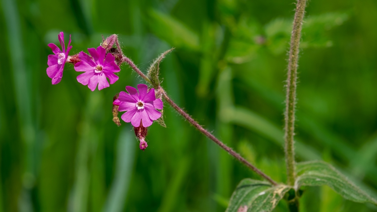 Розовые цветы полевой гвоздики