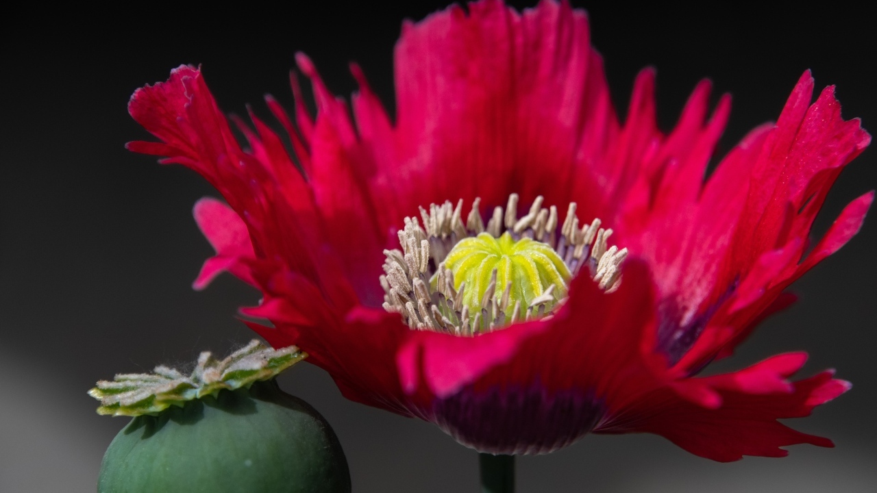 Розовый садовый декоративный мак 