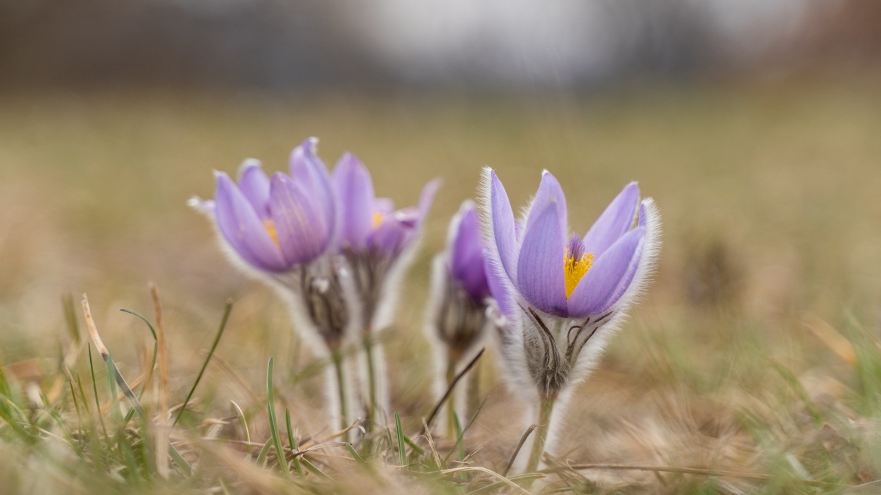 Фиолетовые полевые цветы прострел