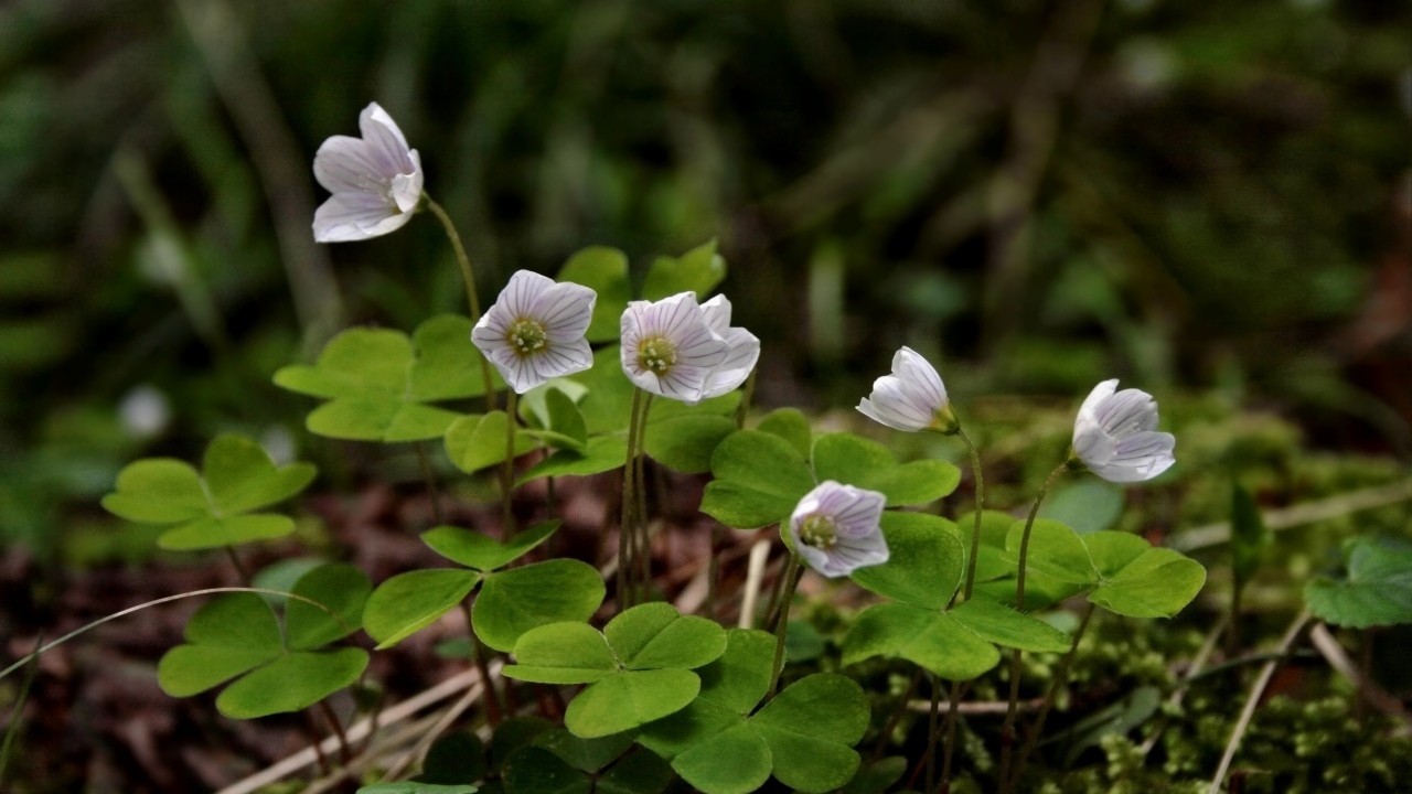 Маленькие цветы четырехлистного клевера