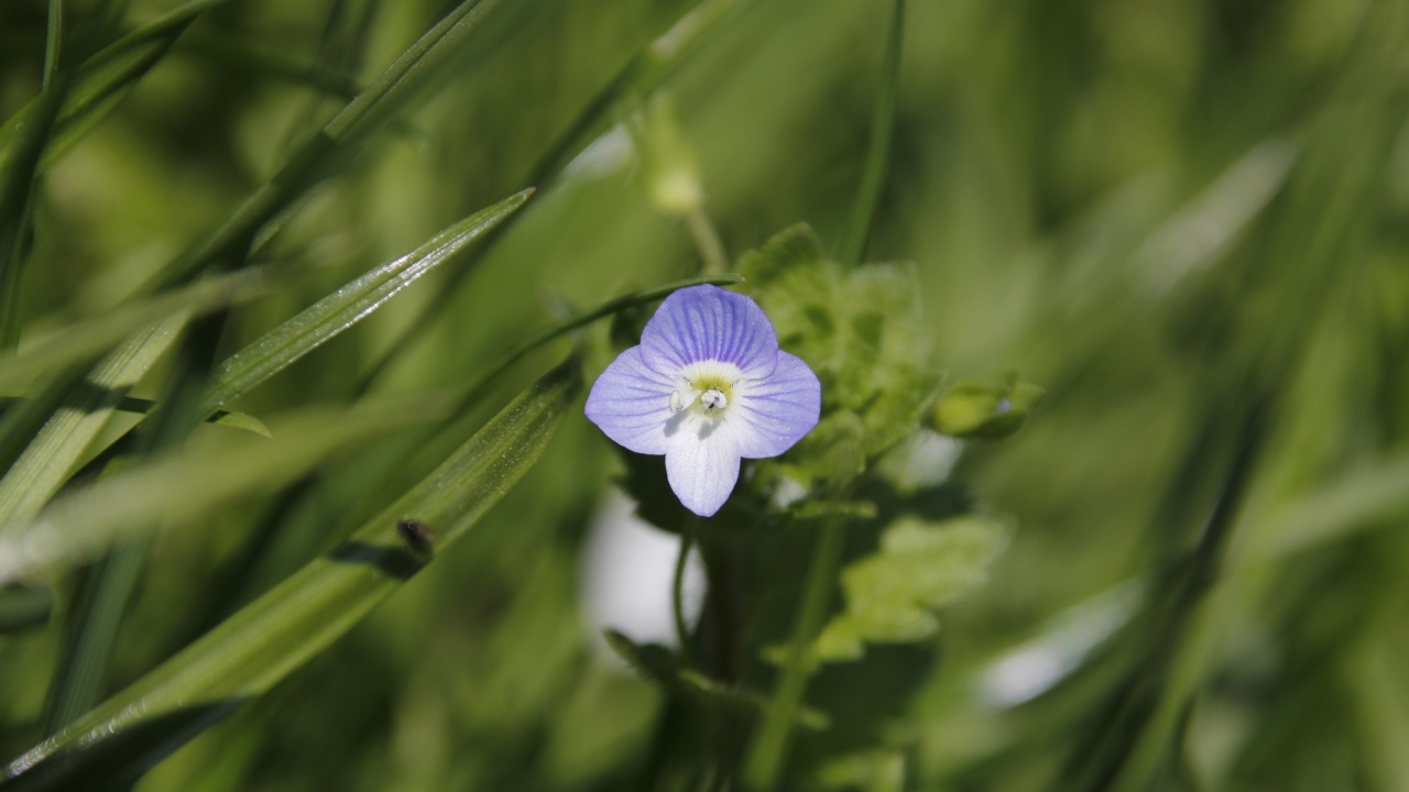 Маленький фиолетовый цветок гипсофилы