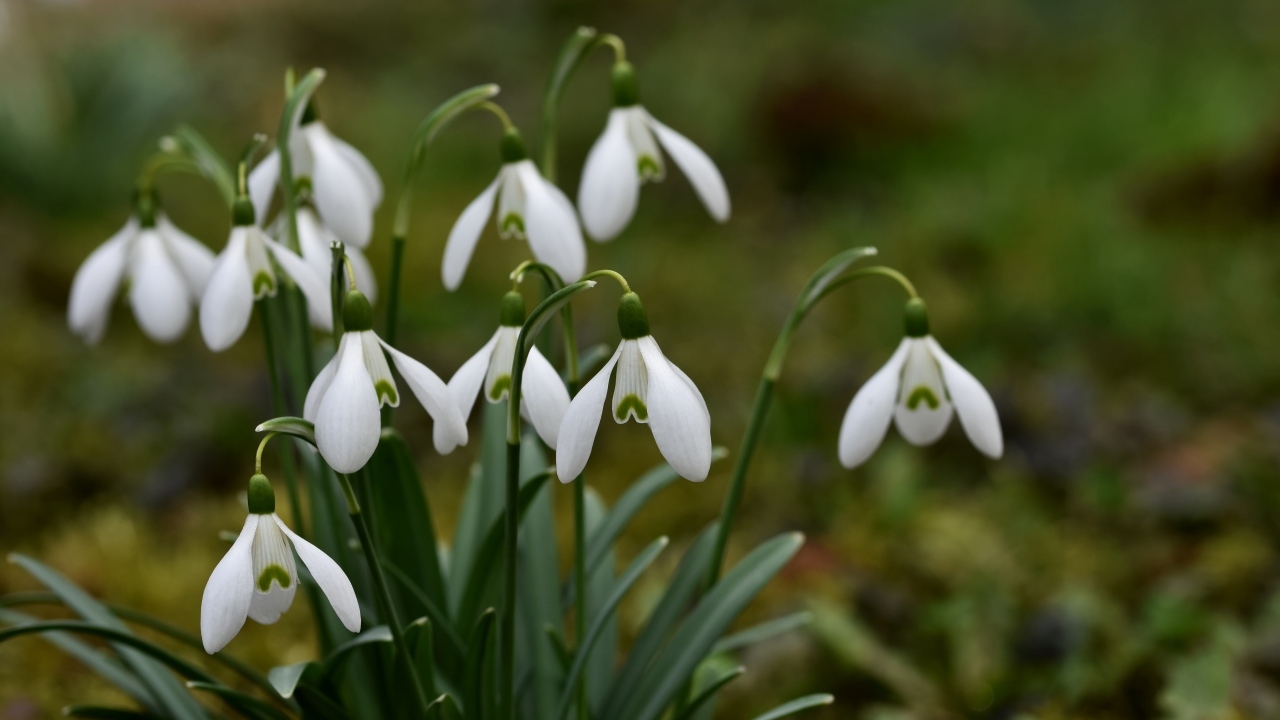 Маленькие цветы подснежника весной