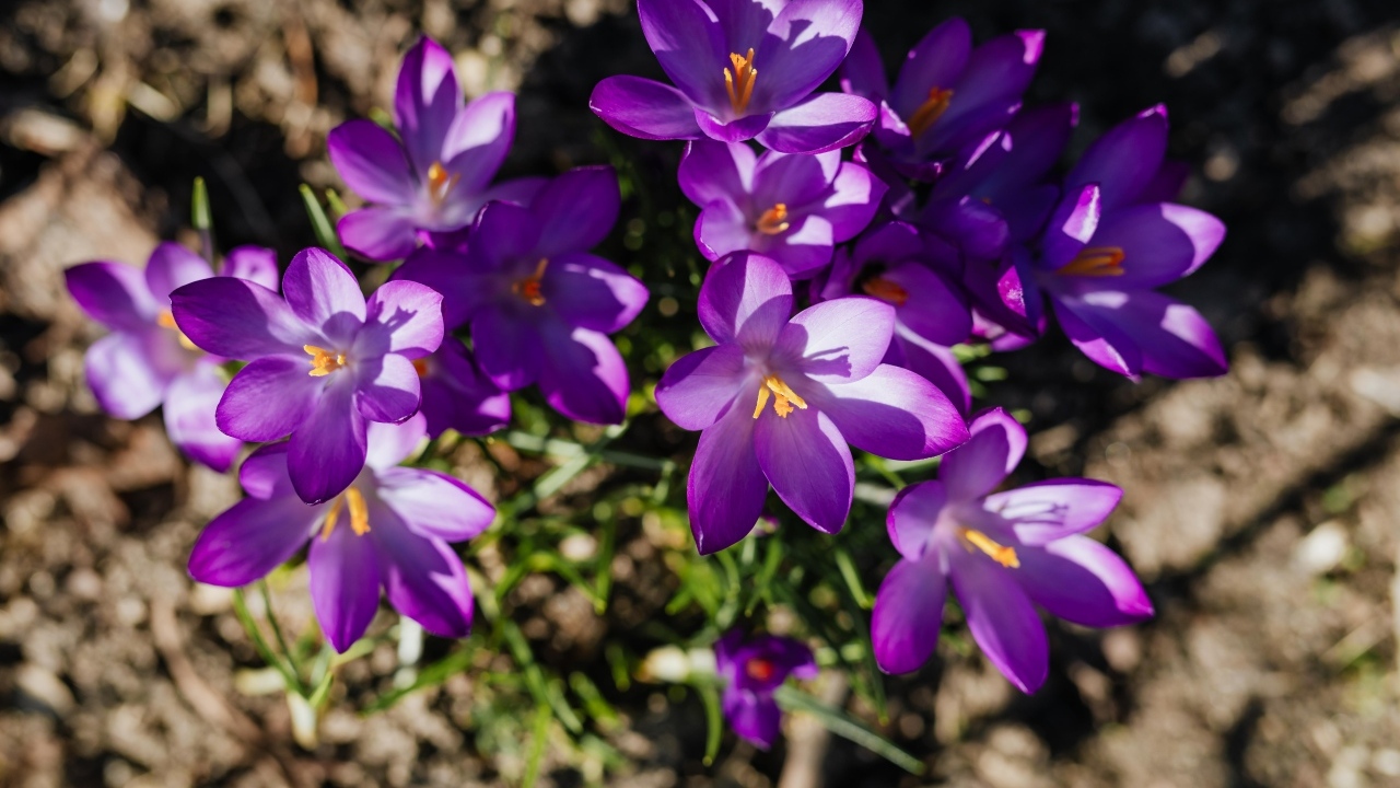 Маленькие весенние фиолетовые крокусы вид сверху