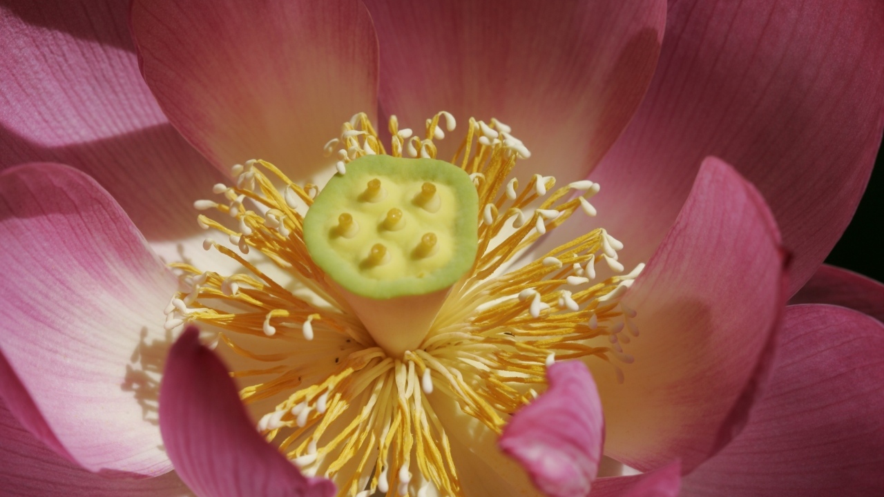 Желтая середина цветка лотоса крупным планом