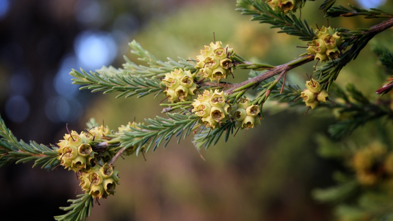 Зеленая ветка ели с семенами