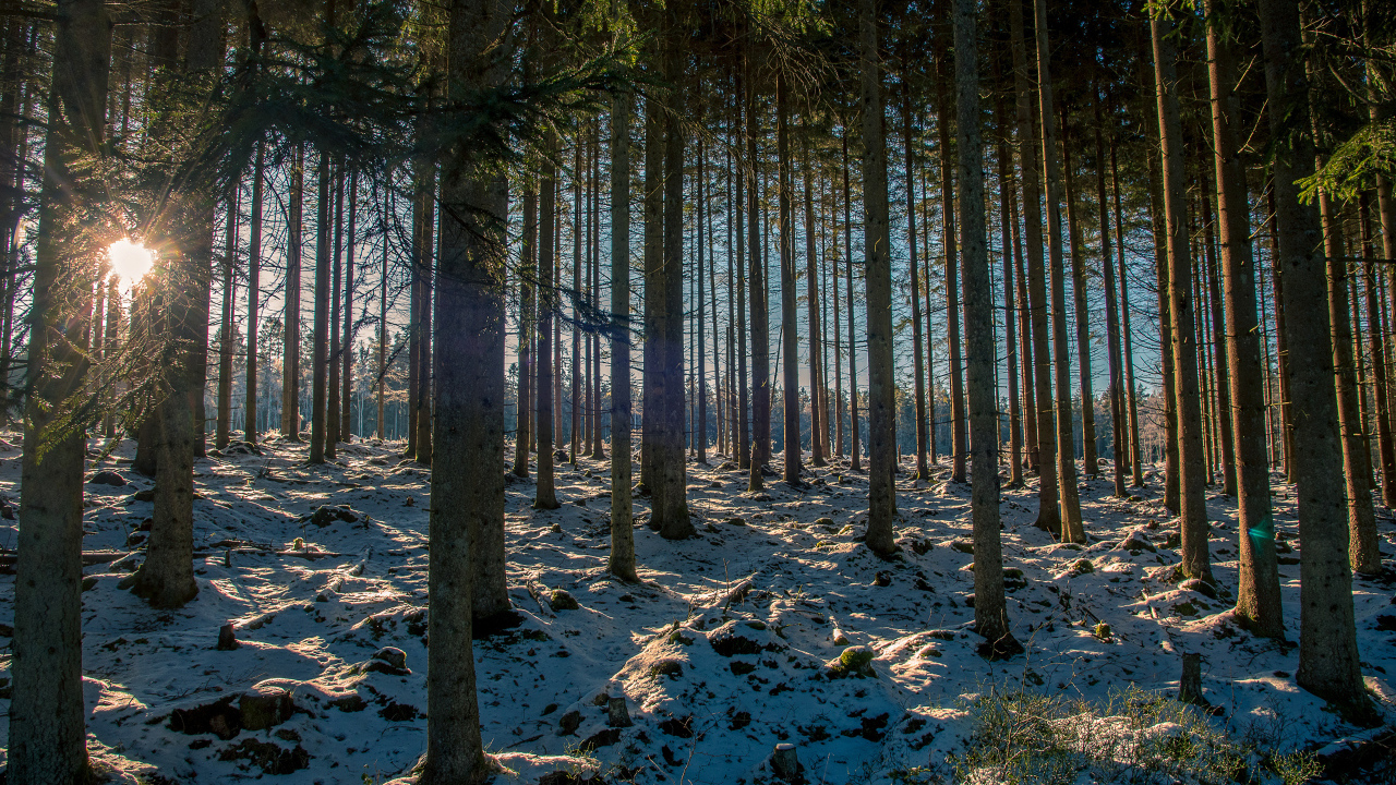 Заснеженный хвойный лес в лучах солнца