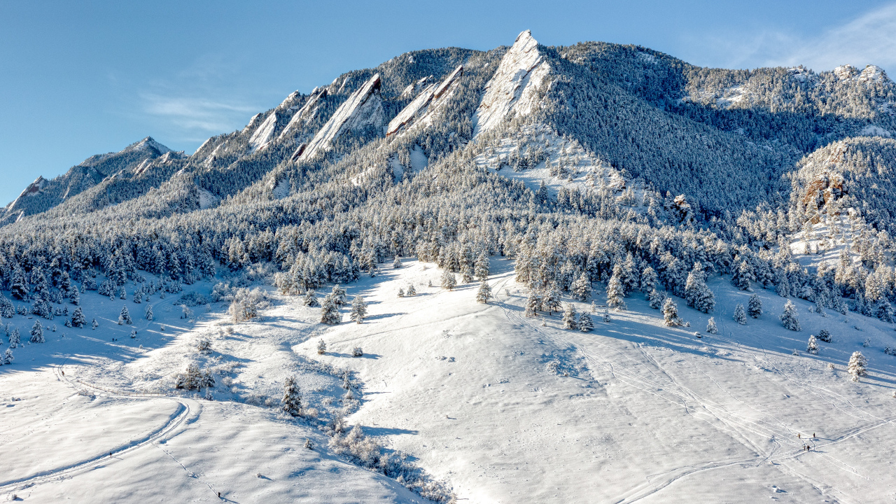 Заснеженные ели в горах в национальном парке США