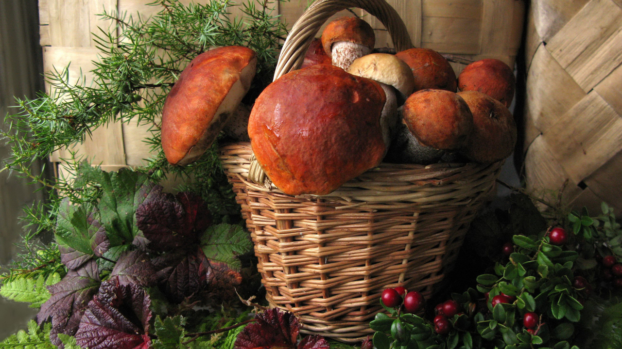 Корзина больших белых грибов