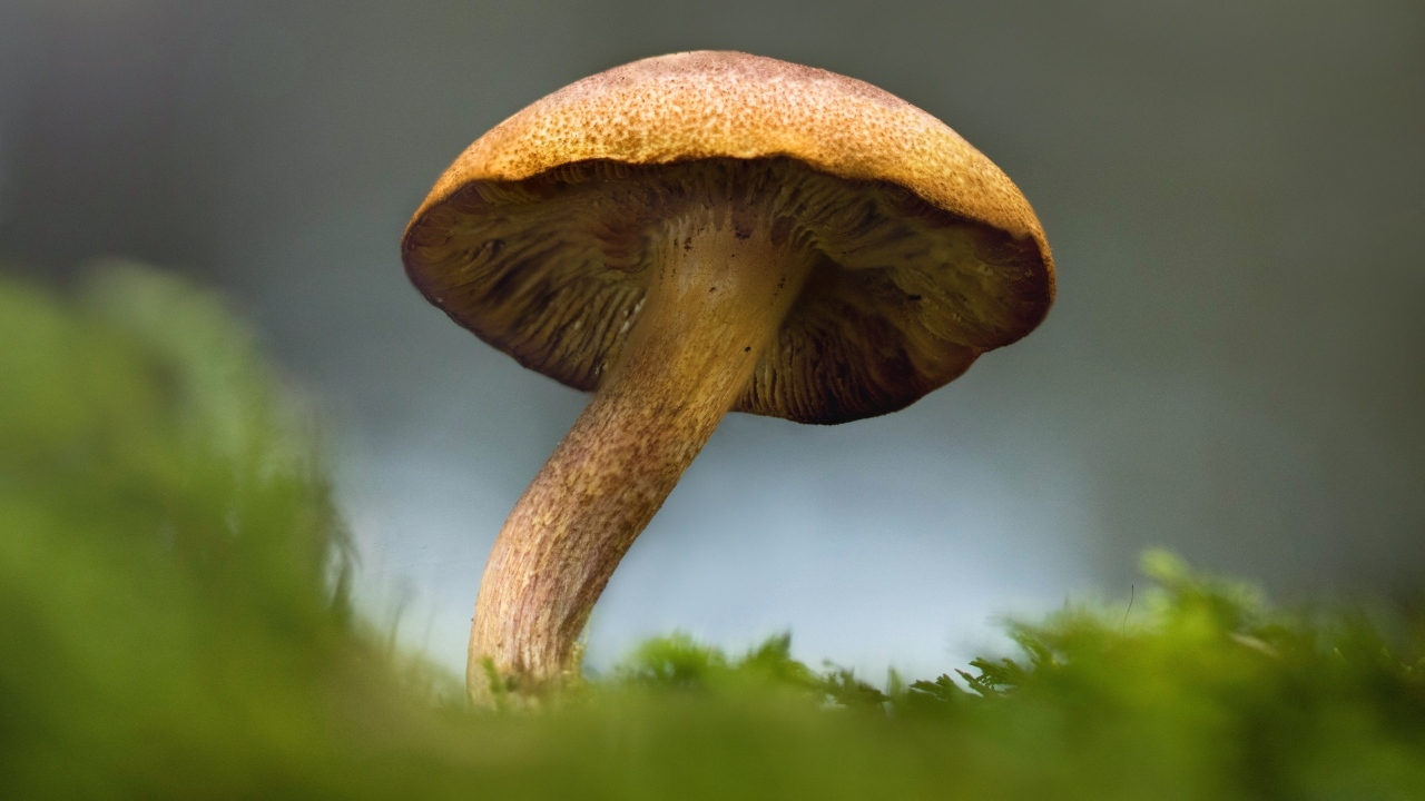 Большой гриб на покрытой зеленым мхом земле