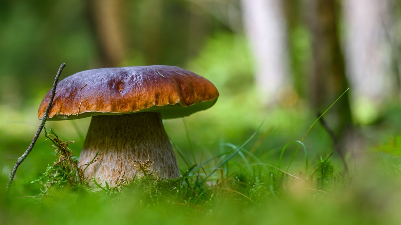 Большой белый гриб в лесу крупным планом