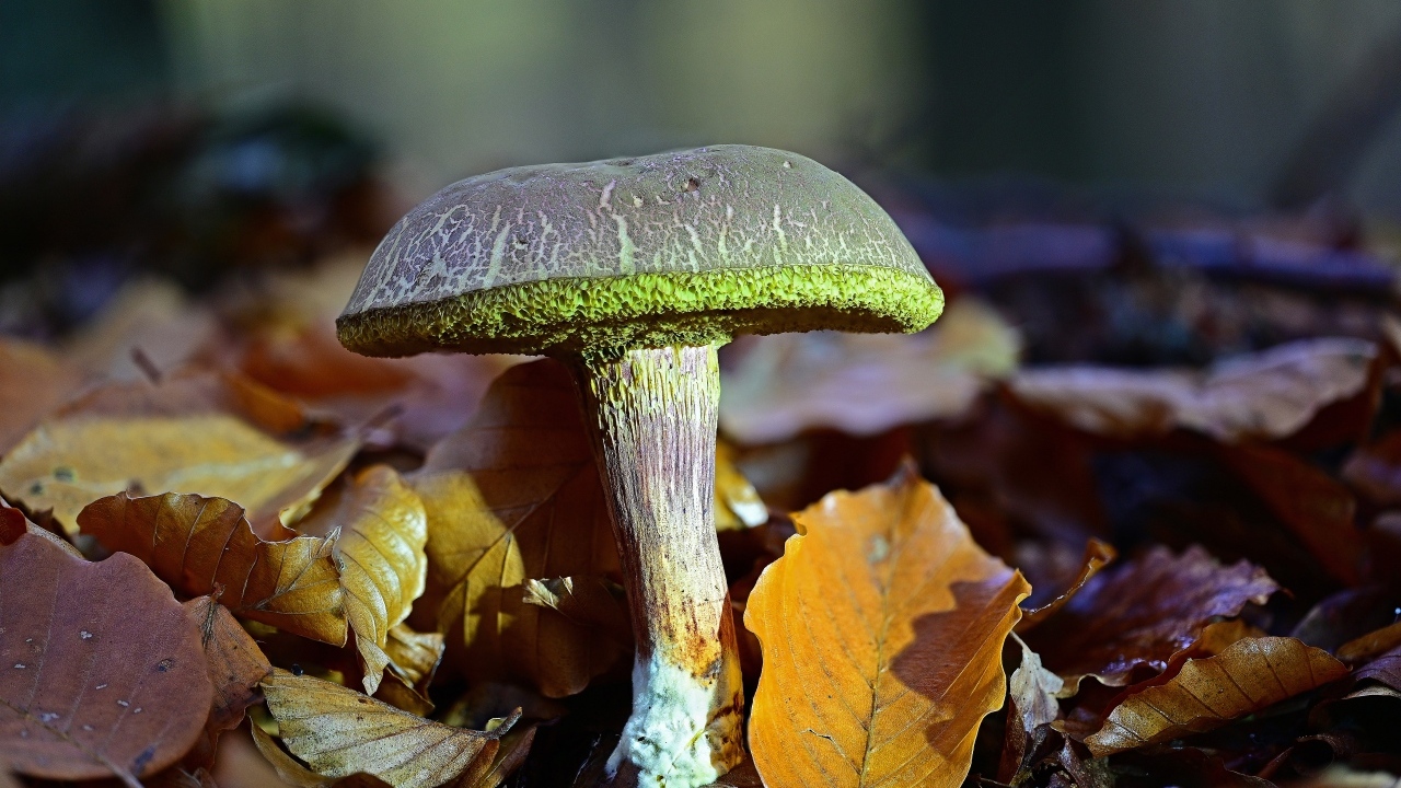 Гриб растет в опавших листьях в лесу