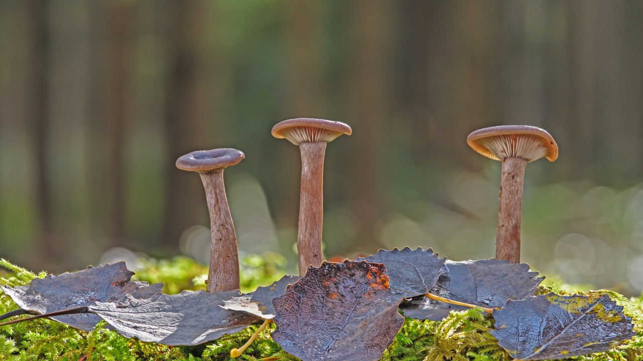 Три гриба с листвой в лесу крупным планом