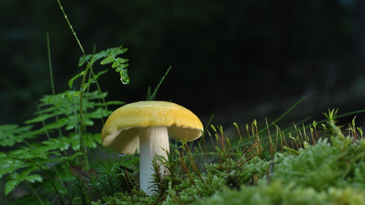 Желтый гриб растет на покрытой зеленым мхом земле