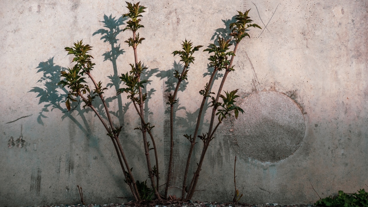 Молодое дерево пробивается у бетонной стены